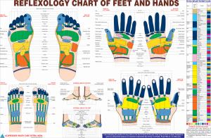 ACS Reflexology Chart - Hindi 18 image